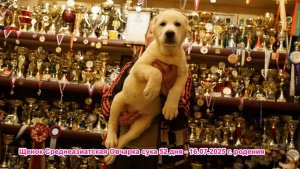 Щенки Среднеазиатская овчарка, алабай 16.07.2025 г.р., 26.05.2025 г.р. и другие подростки.