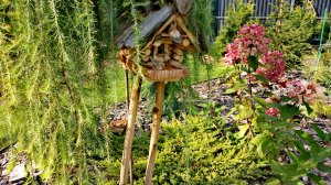 ХВОЙНЫЙ сад! Начало осени!🍁 Обзор! 7.09.2025Г #сад #дача #обзор #garden #хобби