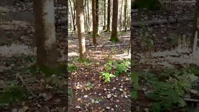 опята смотреть онлайн