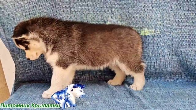 Предлагаем мальчика щенка хаски, черно-белого, голубоглазого, родился 22 июля 2025 года