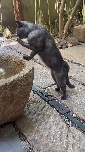 The Cat Is A Bodybuilder After A Workout