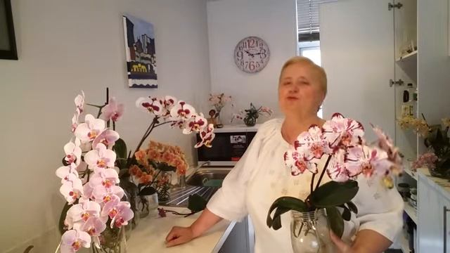 🌺🌺🌺🌿☘️ смотреть онлайн