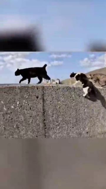 Котофеи смотреть онлайн