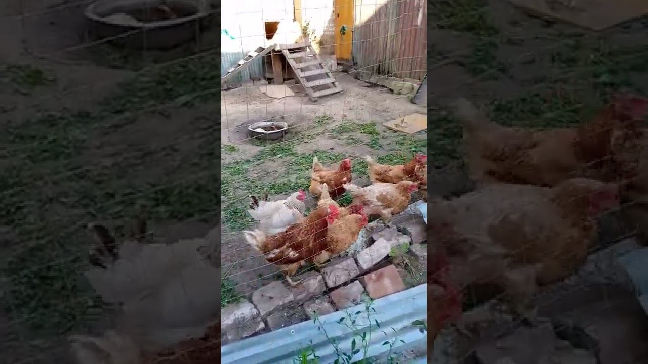 Домашние питомцы братья наши меньшие и это лето 2022 г. смотреть онлайн