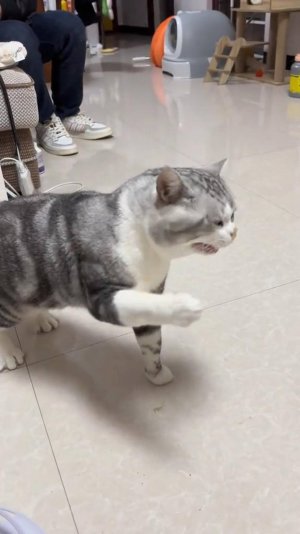 😂 СМЫВАЕМСЯ 🙀 | КОРОБОЧКА ПОЛНА 😜 | ОЗВУЧКА ОТ ROMEO 🔥 | #говорящийкот #озвучка #угараю