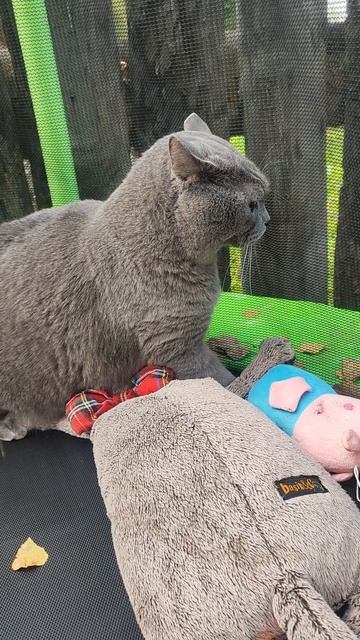 Самый добрый кот Чакки❤🐱 смотреть онлайн