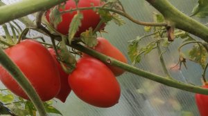 Засолочный томат Викуся отзыв наглядно