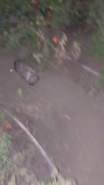 На этот раз ёжик включил пятую скорость! смотреть онлайн