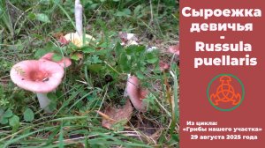 Сыроежка девичья -  Russula puellaris. "Грибы нашего участка"