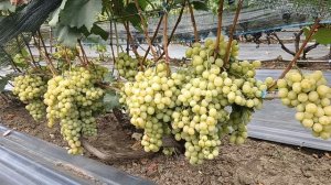 Виноград Белоснежка (Калугин В. М.) 08.09.25г виноградник Король В. Н. г.Краснодар т 8-918-62-41-307