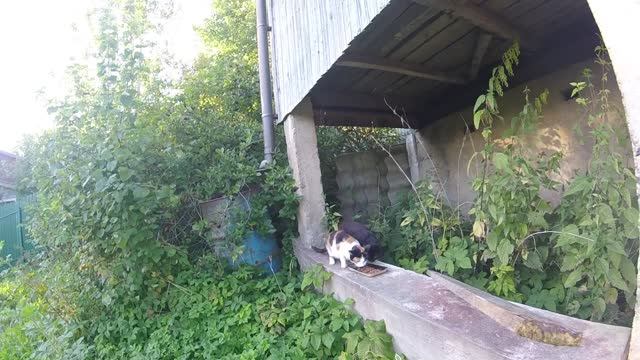 Осенний отпуск 2025 |2 сентября 2025|Шашлык, баня, разное смотреть онлайн