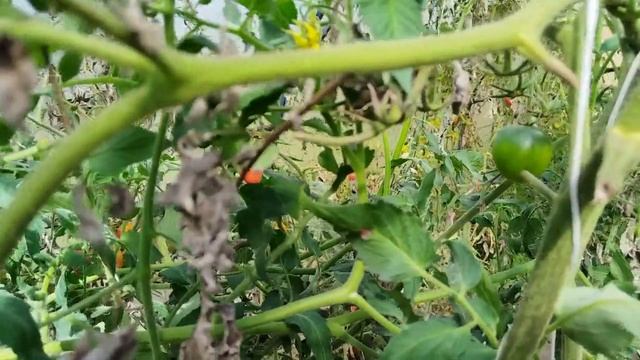 Сентябрьский обзор участка что ждет огород в этом месяце. смотреть онлайн