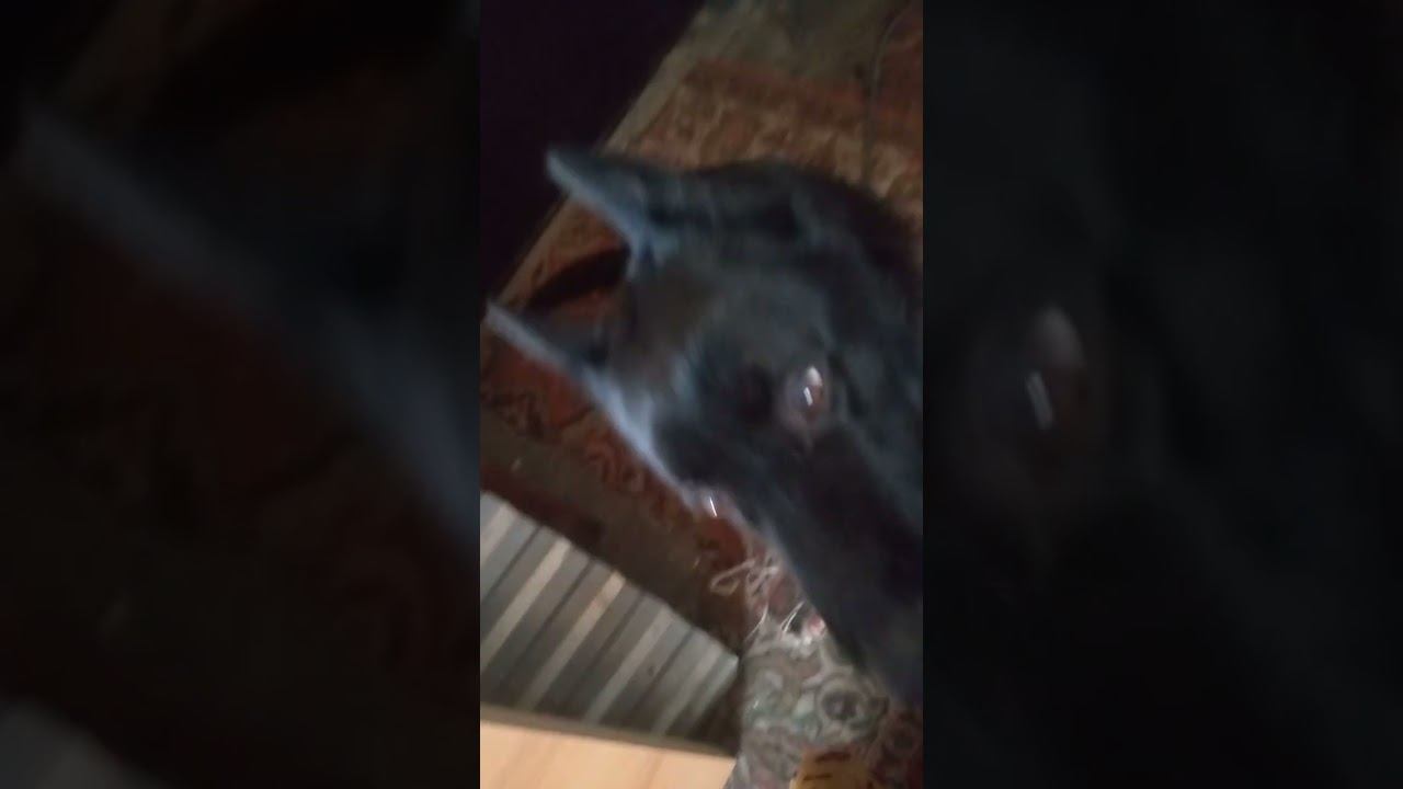 Аза немецкая овчарка с родословной смотреть онлайн