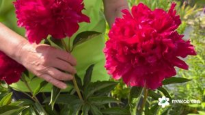 Пион Блюз. Пулков сад (2025 г.)