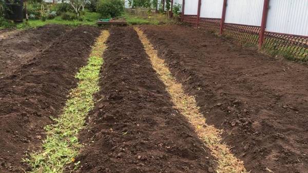 ЗАЩИТА ПОЧВЫ ОТ БОЛЕЗНЕЙ БЕЗ ХИМИКАТОВ.