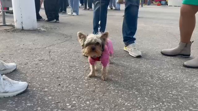 День рождения отметил микрорайон Оргтруд! смотреть онлайн