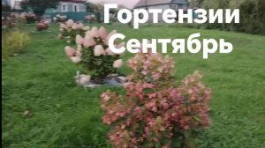 Гортензии/ поляна/ сентябрь