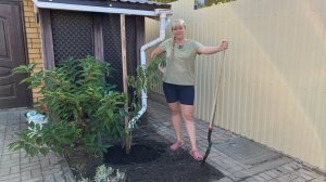 Персик - посадка осенью