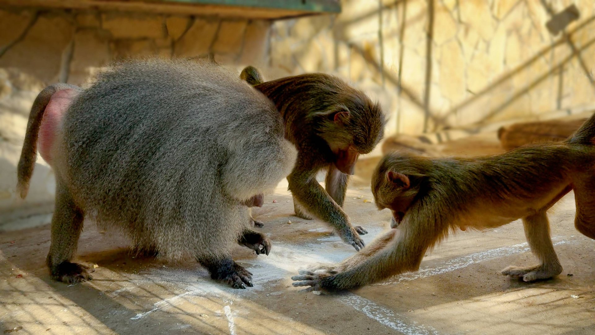 ТВОРЧЕСТВО ЗАРАЗНО! Люся рисовала отворотный круг, Лида приворотный! Елисей - защиту от макак! смотреть онлайн