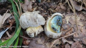 Зонтик смешанный и краснеющий | боровик коренящийся