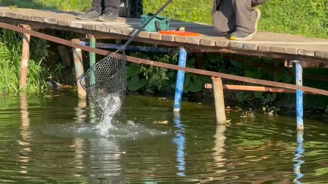Рыбалка в Красногорске Биг Карп.