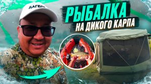 САМЫЙ ПРОСТОЙ СПОСОБ ПОЙМАТЬ КАРПА ОСЕНЬЮ. НОВЫЙ ЛЕТНИЙ ШАТЕР PULSAR COSMO.