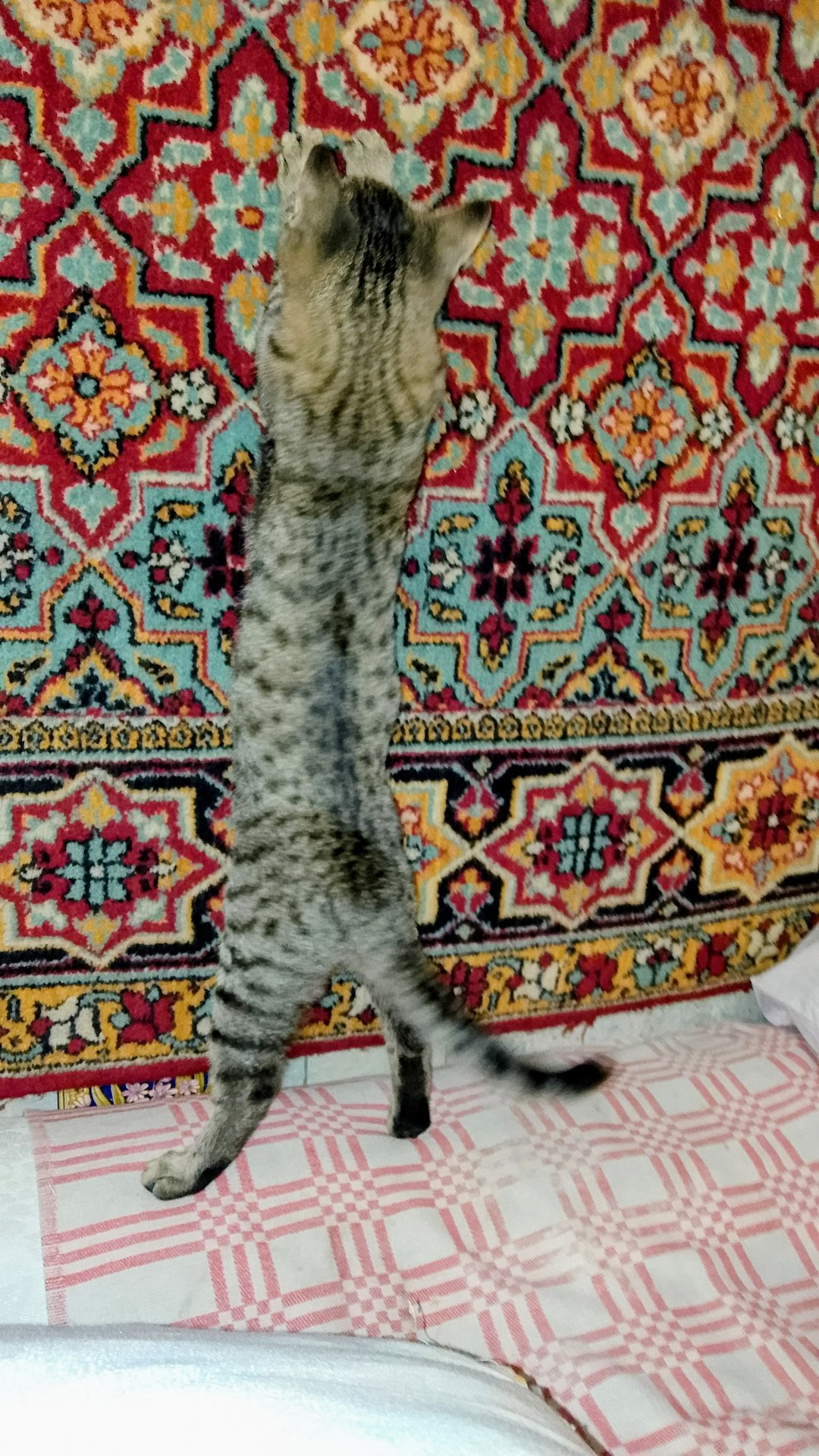 Бесплатные уроки ковролазания! Смешные животные!😁😻 смотреть онлайн