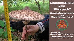 Сосцевидный или Пёстрый? Macrolepiota mastoidea или Macrolepiota procera? «Грибы нашего участка»