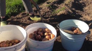 Живём в деревне. Уборка картошки. Дети приехали.