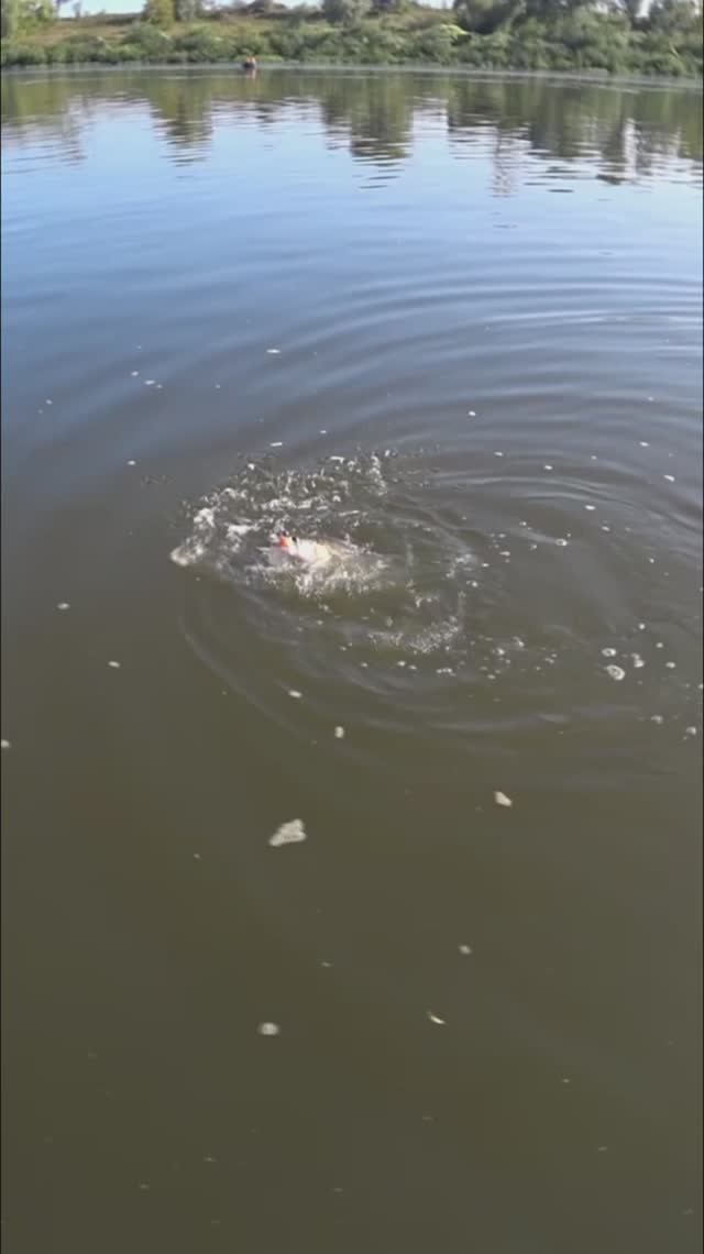 Мощная поклёвка СУДАКА рыбалка на спиннинг. смотреть онлайн