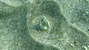 Мраморный каллехелес.Угорь. Шамкающий очаровашка. Красное море. Марса-Алам.  Абу-Дабаб. Август 2025.