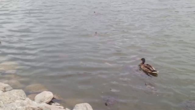 озеро немескоя деревня