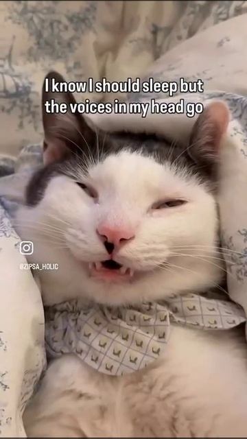 Коту снится корм смотреть онлайн