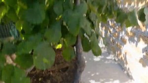 Фундук Трапезунд.Мощный старт хорошего сорта.Перепрививка.