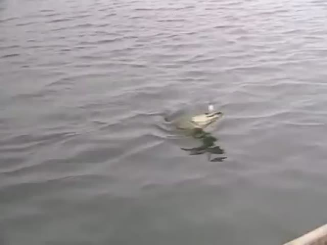 Как изменяется активность Обыкновенной щуки (Common pike) — Esox lucius в различные времена года ? смотреть онлайн