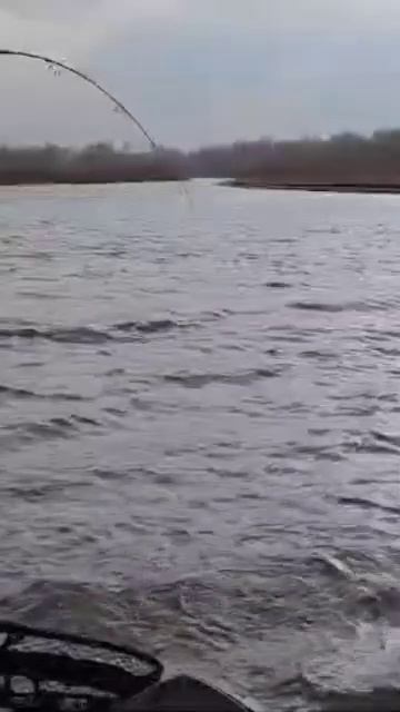 Вываживание сазана 3 кг , та ещё мощь #харабалык #селитрон #Ахтуба #озерки #realcraft470 #hidea60 смотреть онлайн