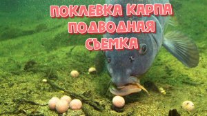 Поклевка Карпа ( Подводная съемка)