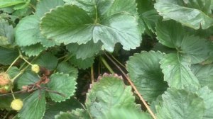 IMG_9012 Как Виктория, сама себя обновляет.