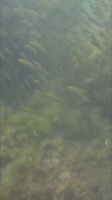 Крым, Форос, август 2025