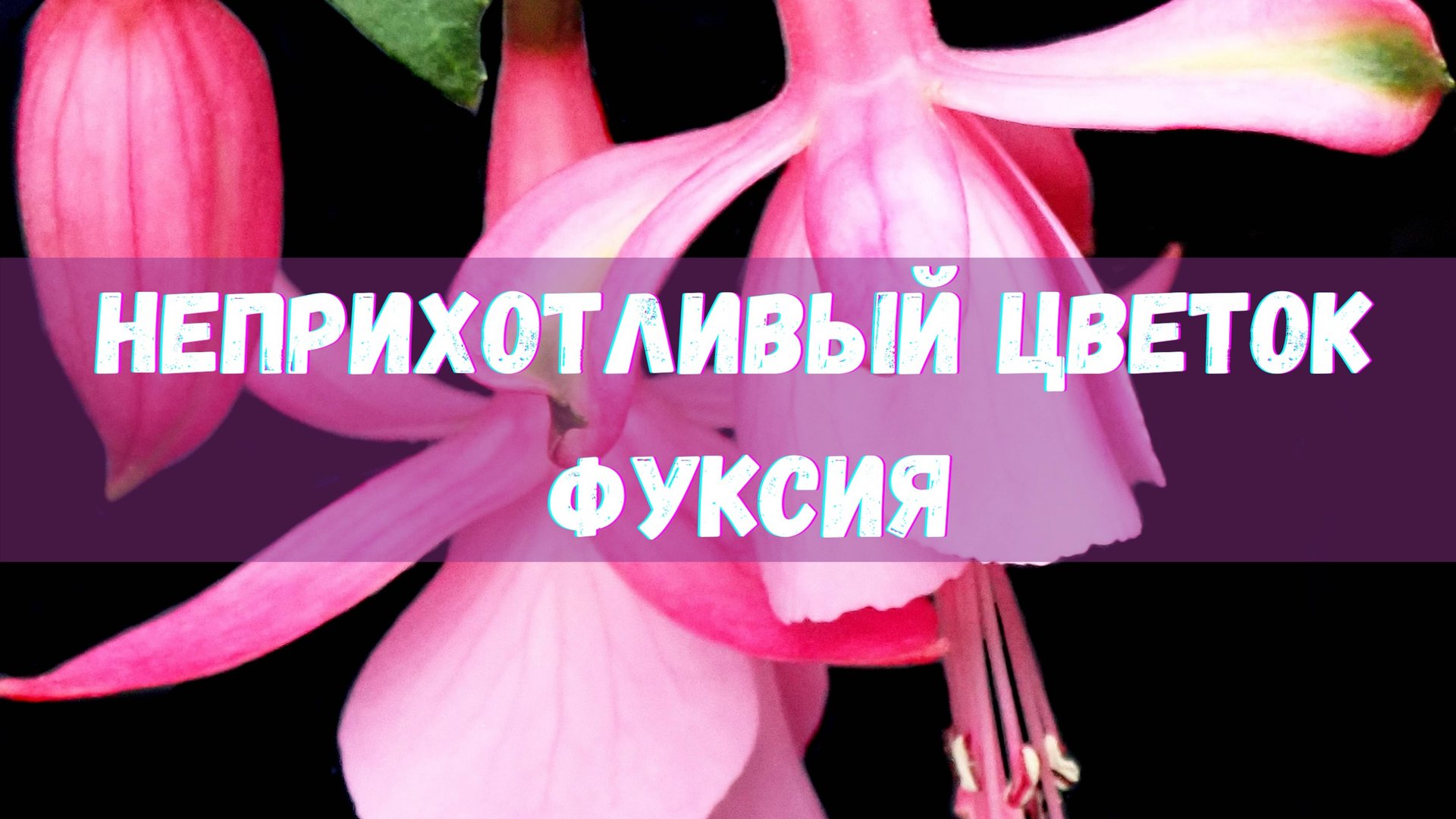 Цветок фуксия из бисера. Бисероплетение. Мастер-класс. смотреть онлайн