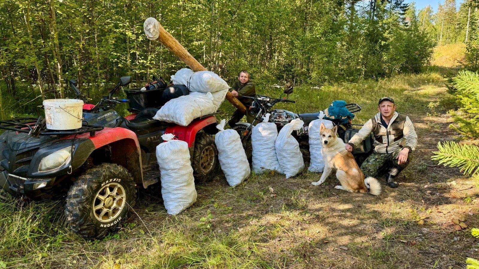 УРОЖАЙНЫЙ ГОД. СБОР КЕДРОВОГО ОРЕХА В СИБИРСКОЙ ТАЙГЕ смотреть онлайн