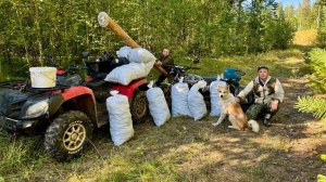 УРОЖАЙНЫЙ ГОД. СБОР КЕДРОВОГО ОРЕХА В СИБИРСКОЙ ТАЙГЕ