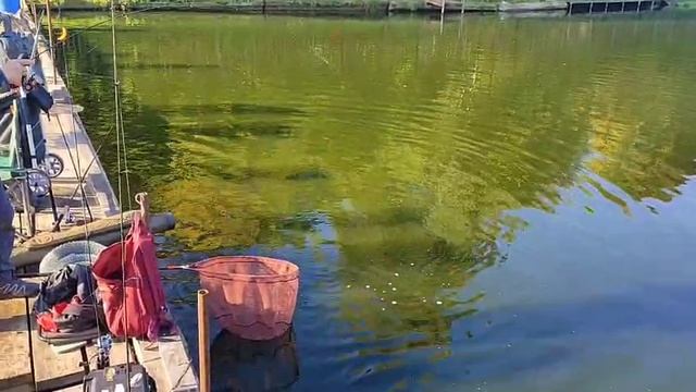 Рыбалка в Красногорске Биг Карп.