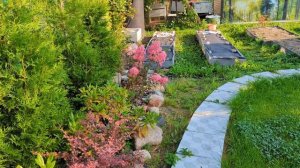 09-09-2025.Дача..новые Гортензия и Туя..