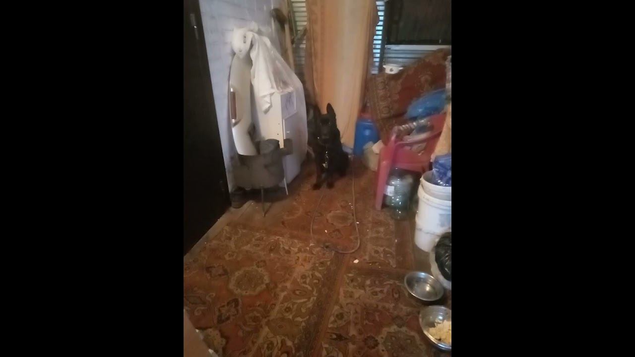 Аза выполняет команду ко мне смотреть онлайн