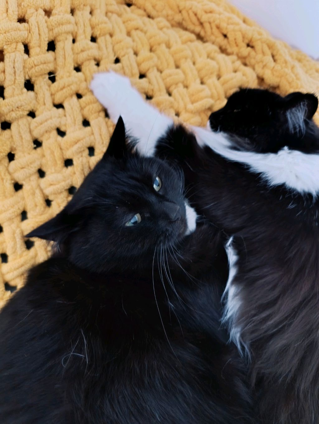 клею уши. смотреть онлайн