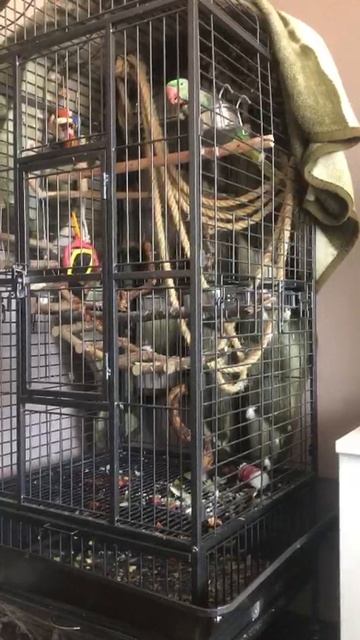 Александрийский попугай говорит "Привет!" смотреть онлайн