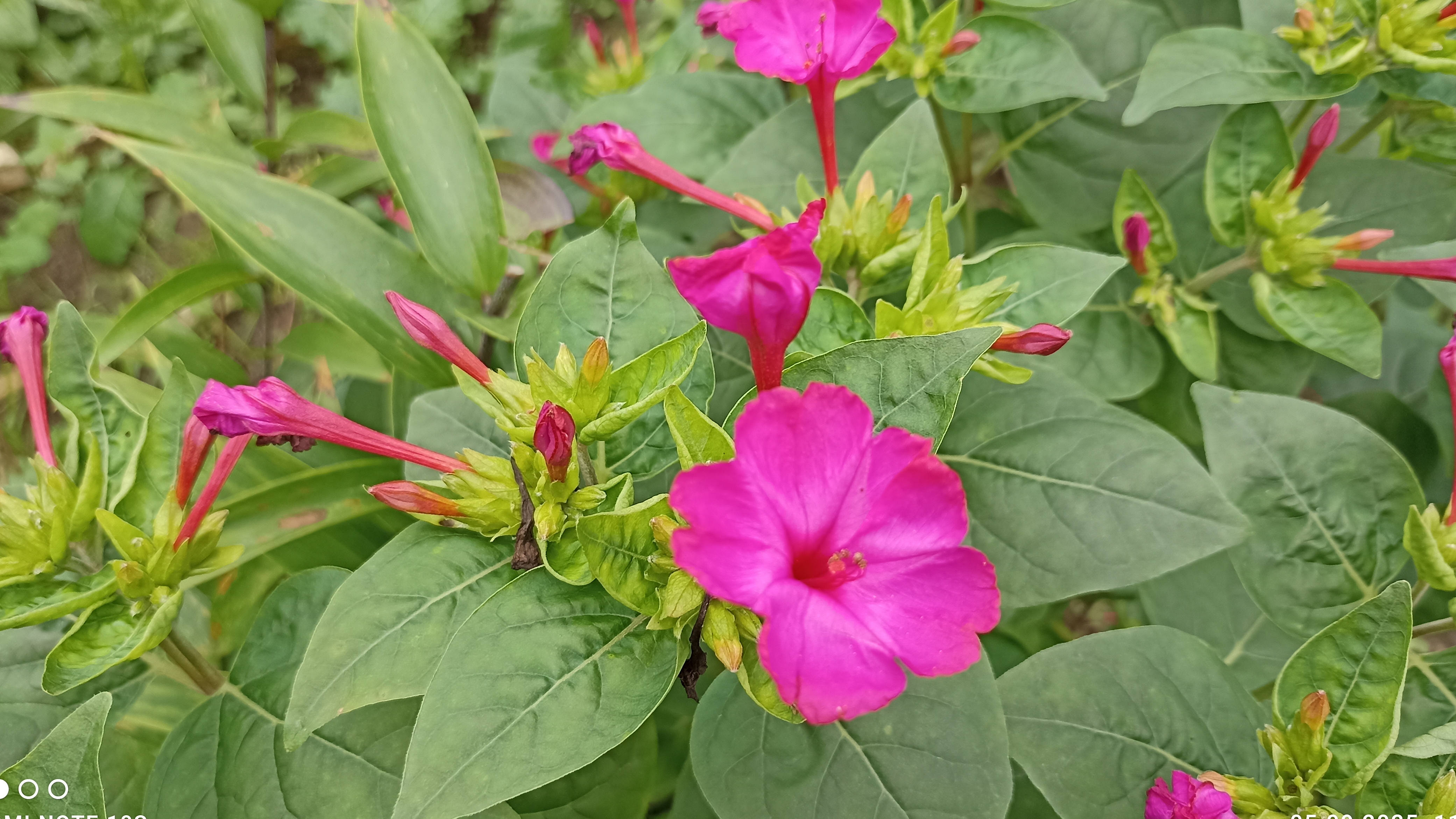 Цветёт мирабилис в сентябре, в моём цветнике.
