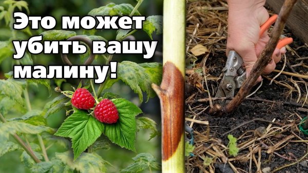 Опасное заболевание малины - дидимелла. Как обнаружить, как лечить