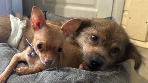 Зоозащита и Telegram: боль или шанс? Часть 1